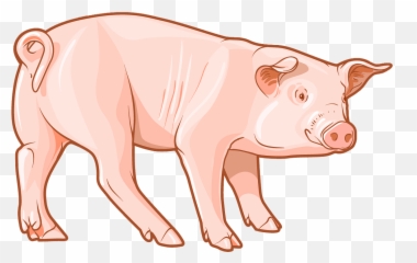 Pig Clipart - Domestic png