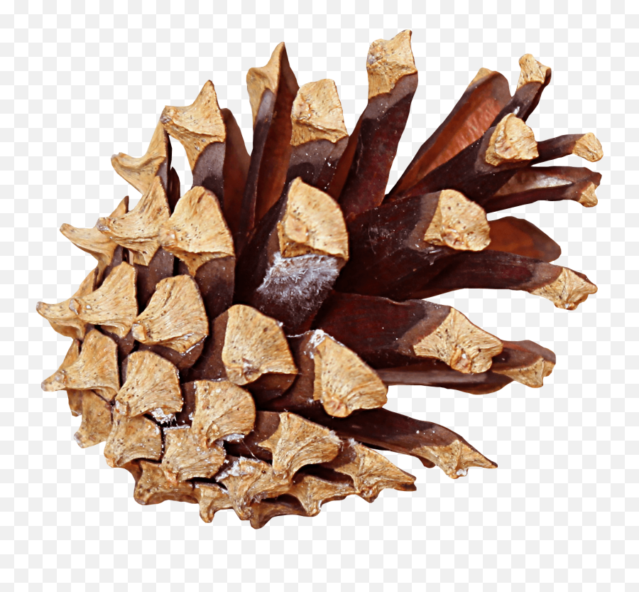 Pine Cone Side Transparent Png - Pinecone Png,Pine Cone Png