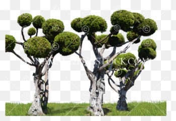 Png Stock 0007 Transparent Background - Portable Network Graphics,Transparent Background Tree