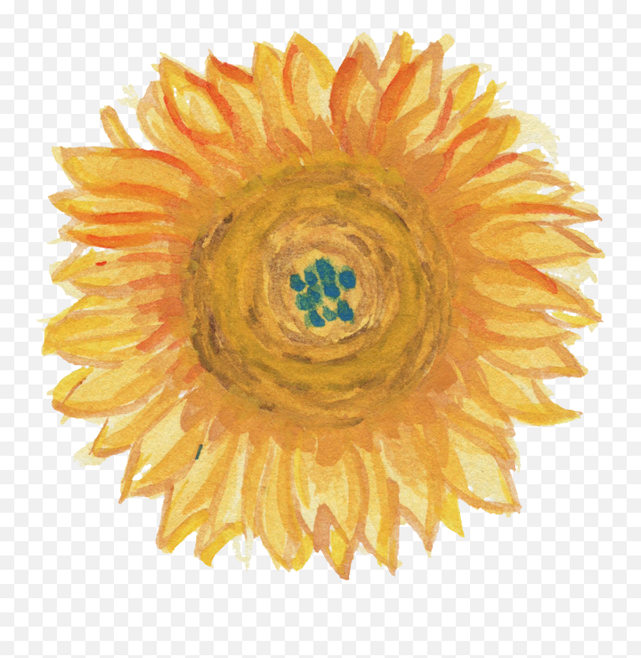 5 Watercolor Sunflower Transparent - Sunflower Png,Sunflower Transparent Background