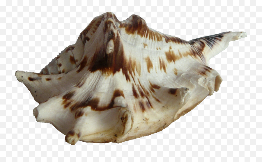 Seashell Png Transparent Background - Seashell,Seashell Png