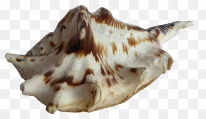 Seashell Png Transparent Background - Seashell,Seashell Png