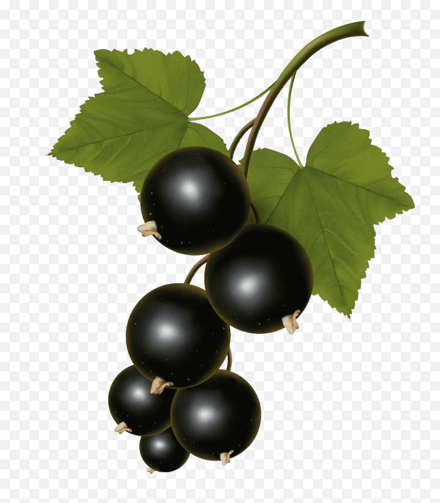 Black Currant Vector Logo Png Download - Black Currants Clipart,Grapevine Png