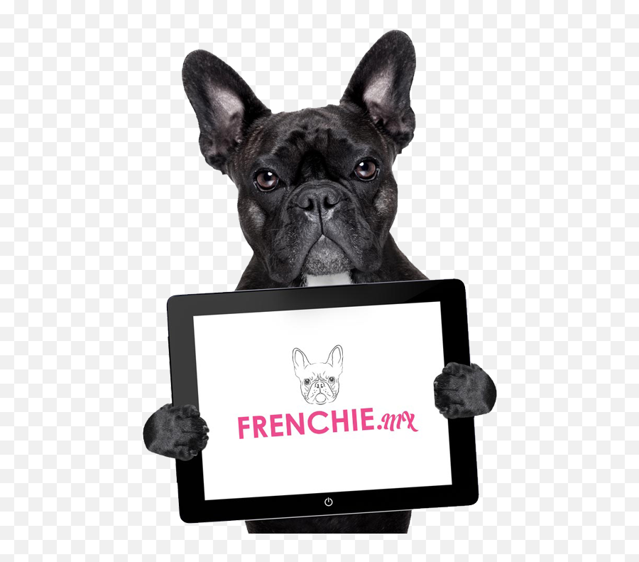Bulldog Francese Png Image - French Bulldog Banner,Bulldog Png