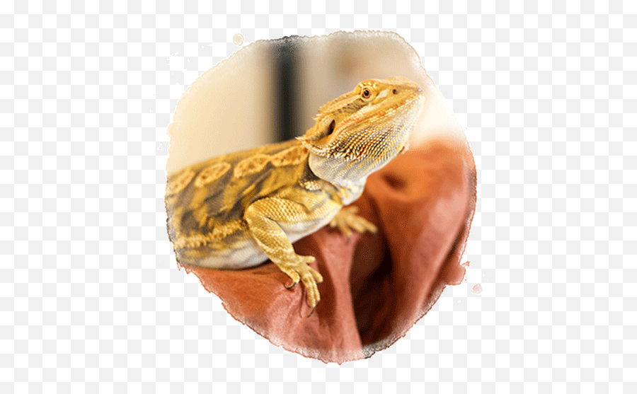 Bearded Dragon Marvelously Made School - Agama Png,Bearded Dragon Png