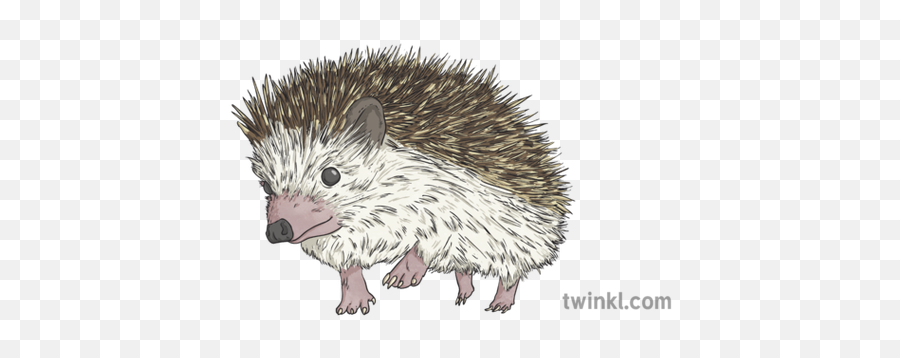 Hedgehog Illustration - Twinkl Domesticated Hedgehog Png,Hedgehog Png