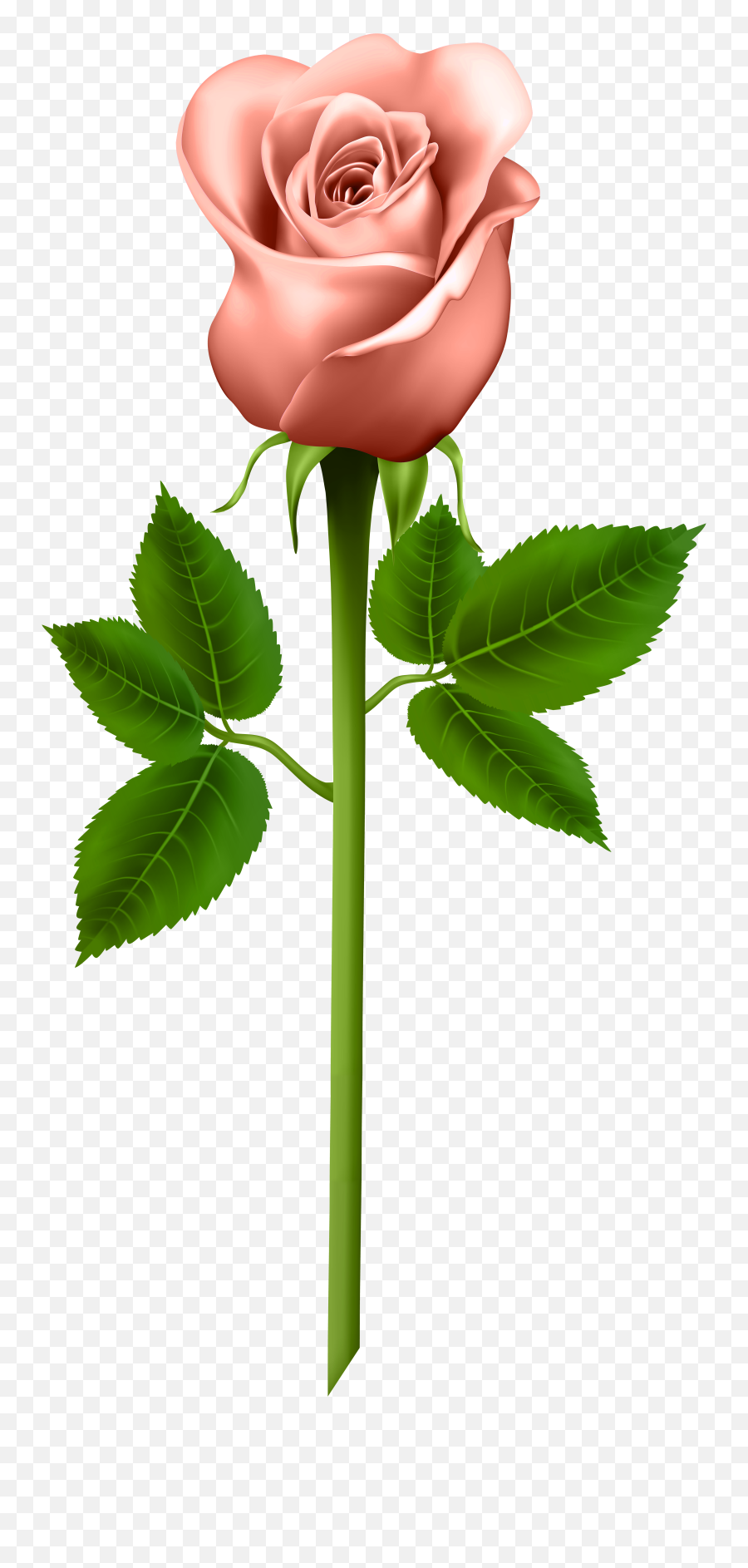 Download Hd Pink Rose With Black Background - Information Rose Good Morning Flowers Png,Pink Rose Transparent Background