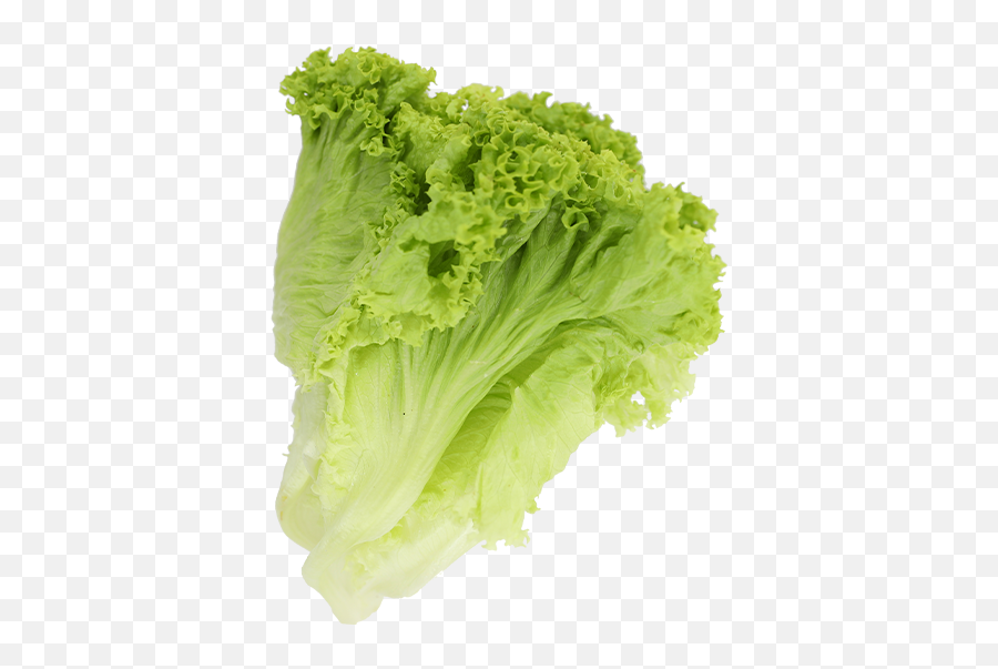 Lettuce Green Coral - Superfood Png,Romaine Lettuce Png