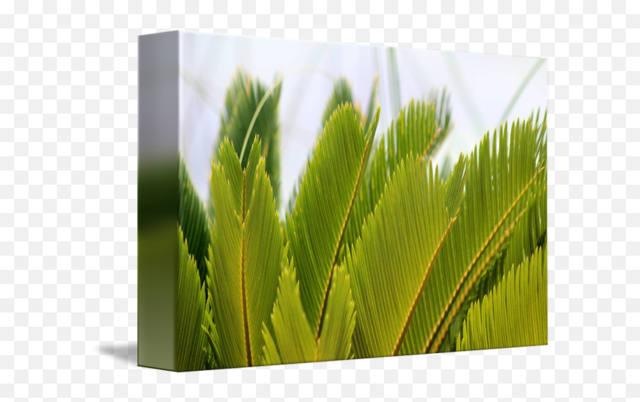 Palm Fronds By Karen Adams - Fern Png,Palm Fronds Png