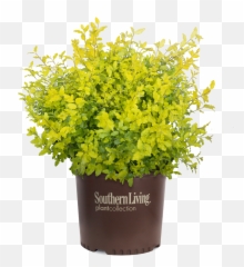 Sunshine Ligustrum - png