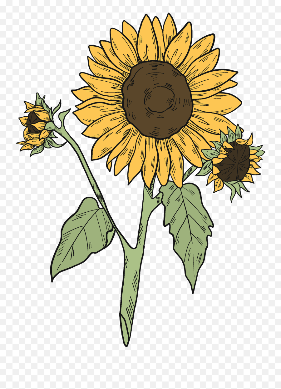 Sunflowers Clipart - Sunflowers Clip Art Png,Sunflowers Png