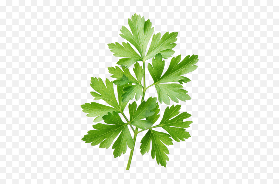 Parsley Png Image With No Background - Parsley Transparent Background,Parsley Png