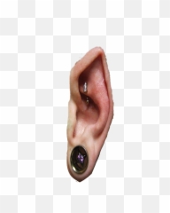 Elf Ear Png - Transparent Elf Ear,Elf Ear Png