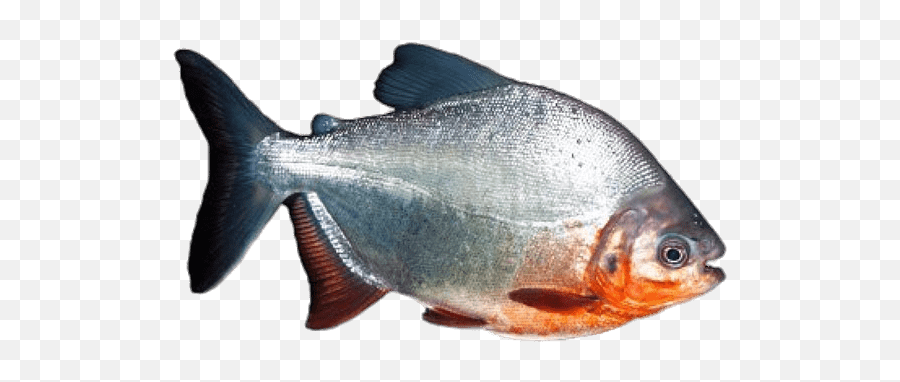 Piranha Transparent Png - Piranha Png,Piranha Png