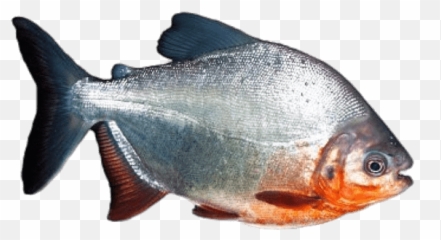 Piranha Transparent Png - Piranha Png,Piranha Png