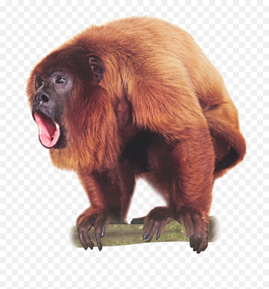 Transparent Background - Howler Monkey Png,Monkey Transparent Background