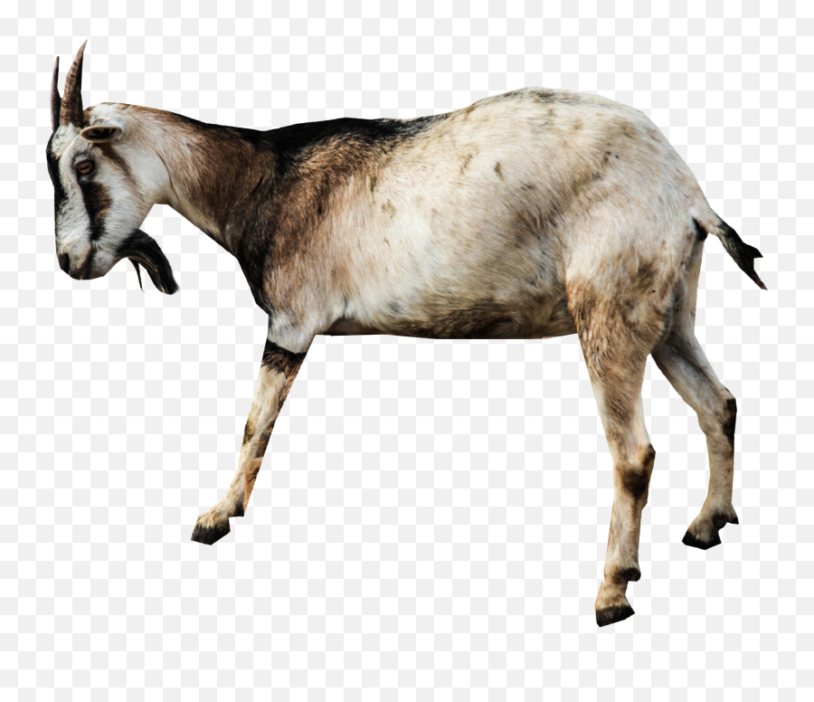 Download Goat Png Image For Free - Transparent Background Goat Png,Goats Png