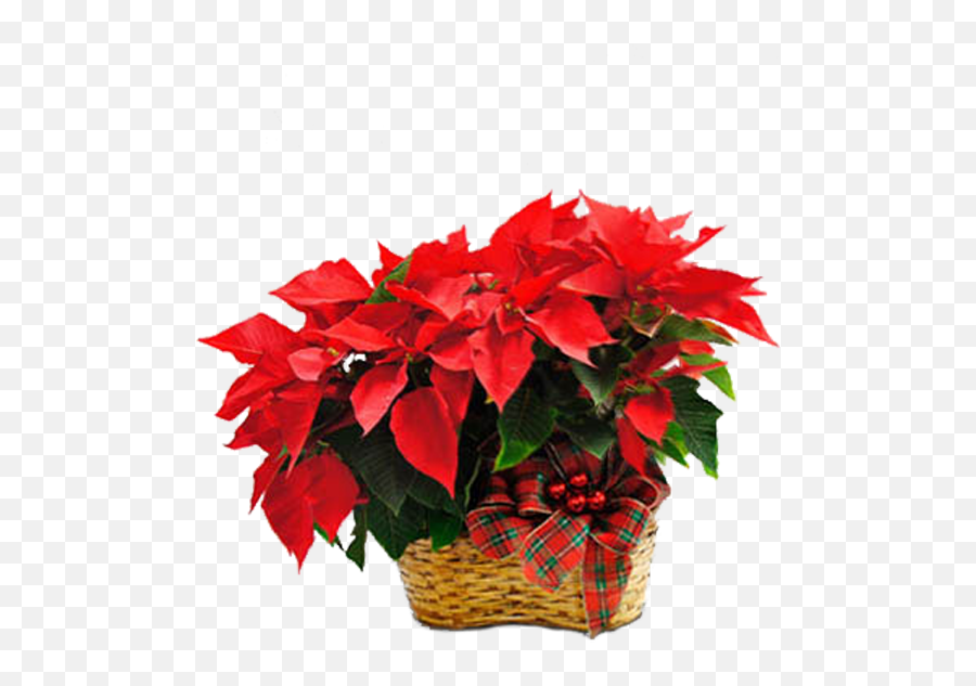 Download Double Poinsettia - Poinsettia Png Image With No Lovely,Poinsettia Transparent Background