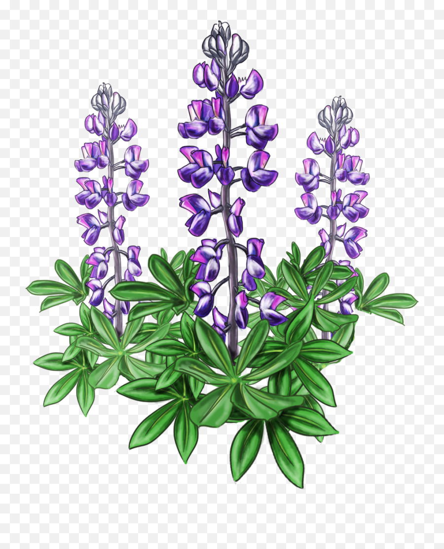 Lupine Bluebonnet Alaska Plant Violet - Flower Garden Png Lupine Flower Png,Flower Garden Png