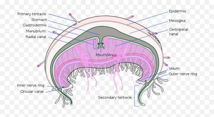 Cross Section Olindias Formosa En - Respiratory System Of A Jellyfish Png,Transparent Jellyfish