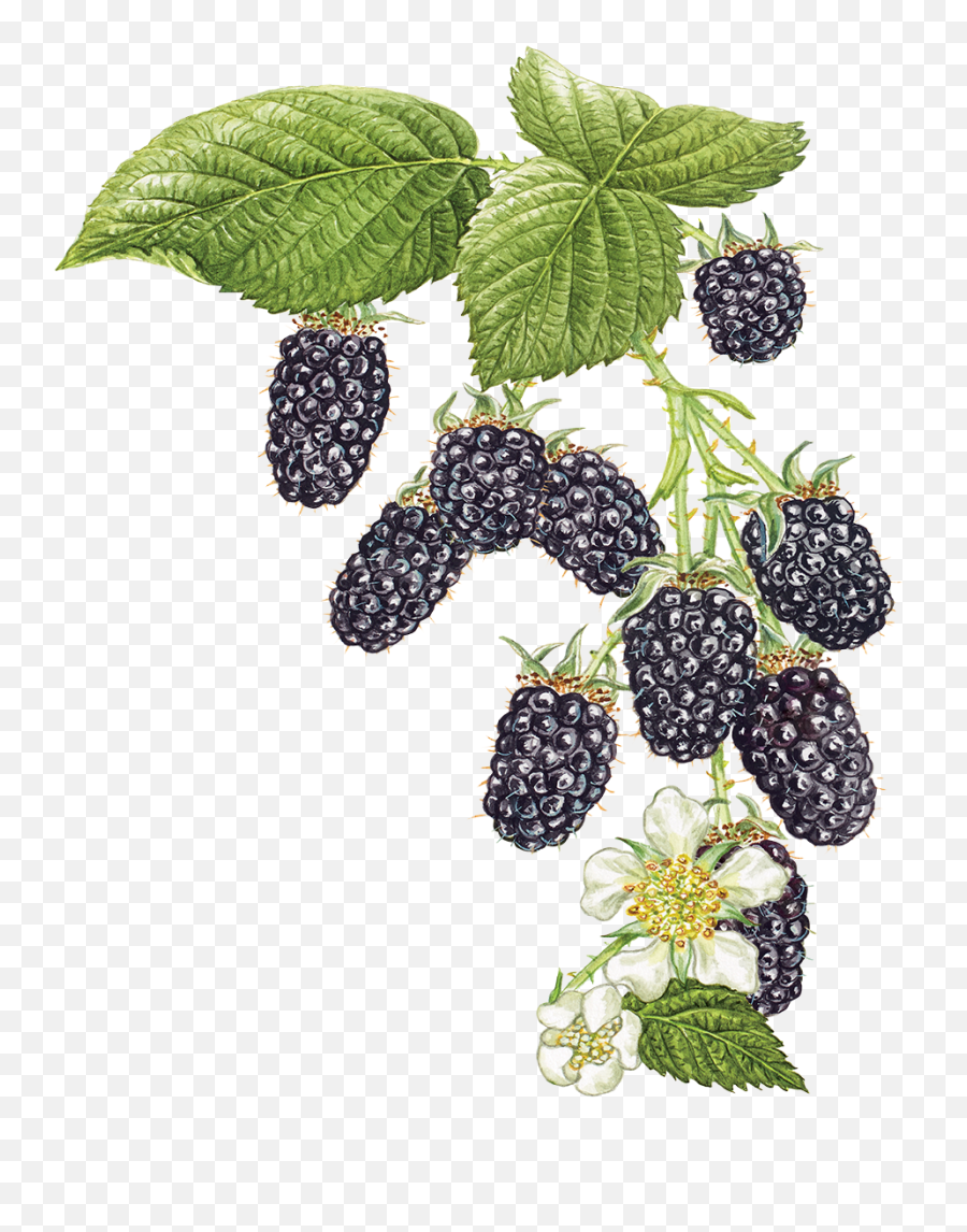 Blackberry Sparkling Water U2013 Wyld Cbd - Vintage Oregon Blackberries Png,Star Icon Blackberry