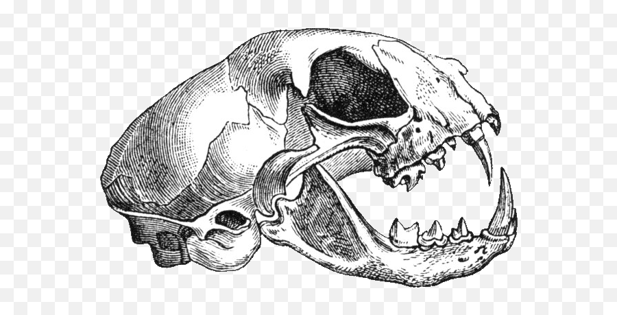 Filefelis Catus - Skull Drawing Transparent Background Animal Skull Drawing Transparent Png,Bone Transparent Background