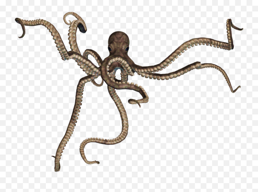 Stock Image Png 5 - Giant Octopus Png,Stock Photo Png