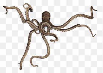 Stock Image Png 5 - Giant Octopus Png,Stock Photo Png