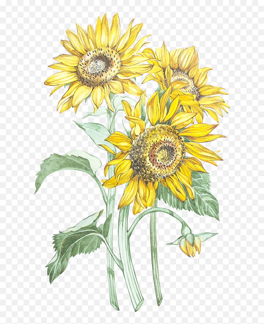 Sunflowers - Ilustración Botánica Girasol Png,Watercolor Sunflower Png