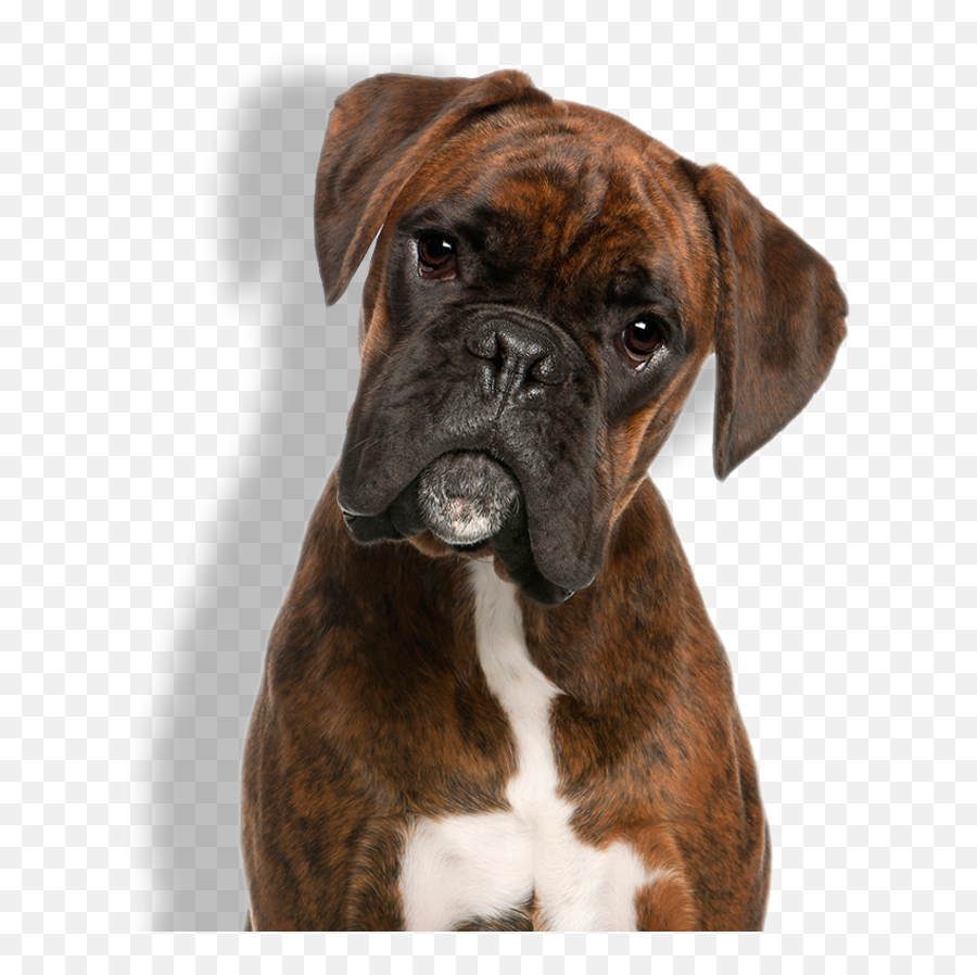 Boxer Get Your Dogs Here Png Dog Icon
