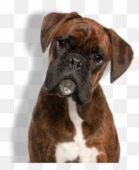 Boxer Get Your Dogs Here Png