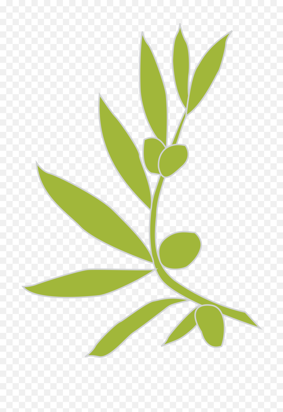 Fileolivesvg - Wikimedia Commons Hd Clip Art Olive Branch Png,Olive Png
