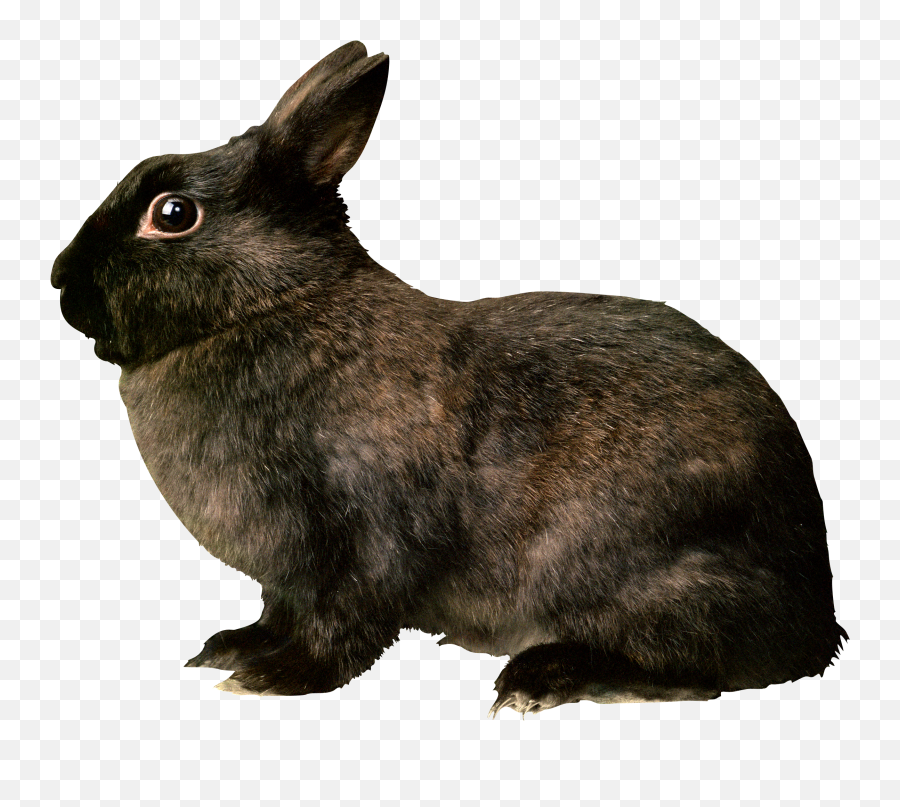 Rabbit Png Clipart Transparent