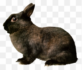 Rabbit Png Clipart