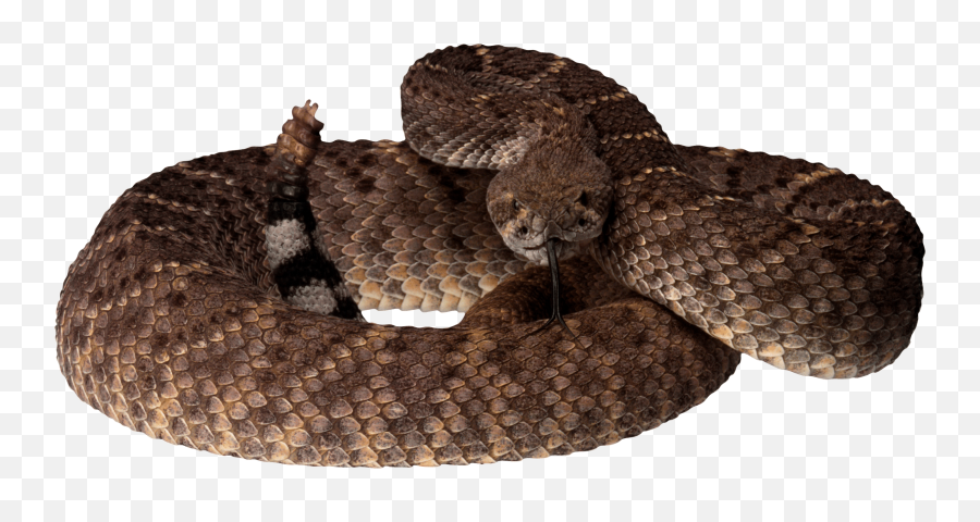 Snake Png Transparent Background Image - Rattlesnake Transparent Background,Snake Transparent Background