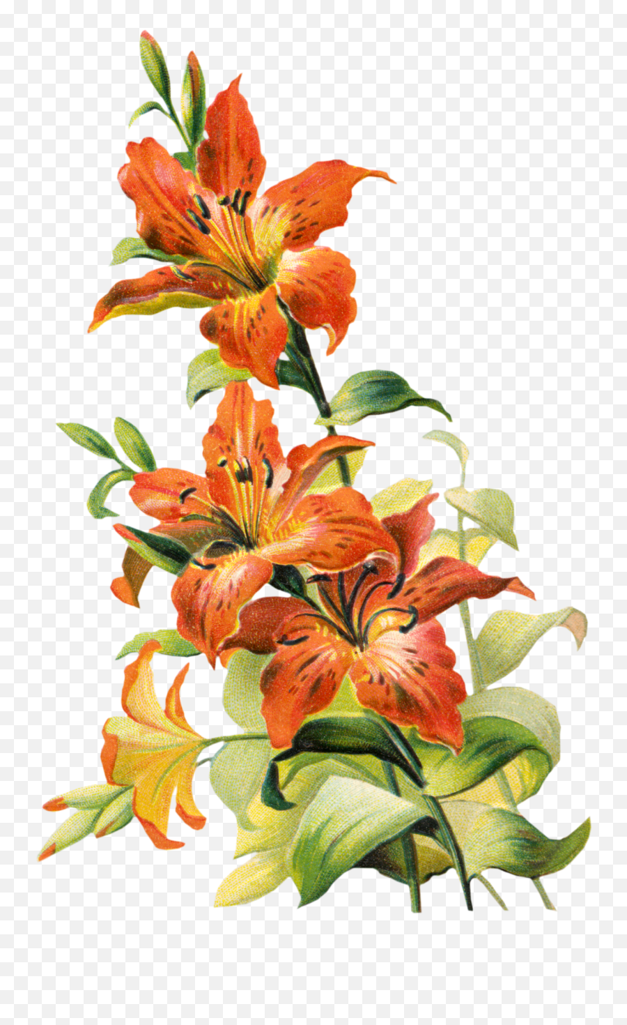 Free Vintage Tiger Lily Flower - Tiger Lily Flower Art Png,Lily Transparent Background