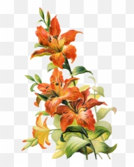 Free Vintage Tiger Lily Flower - Tiger Lily Flower Art Png,Lily Transparent Background
