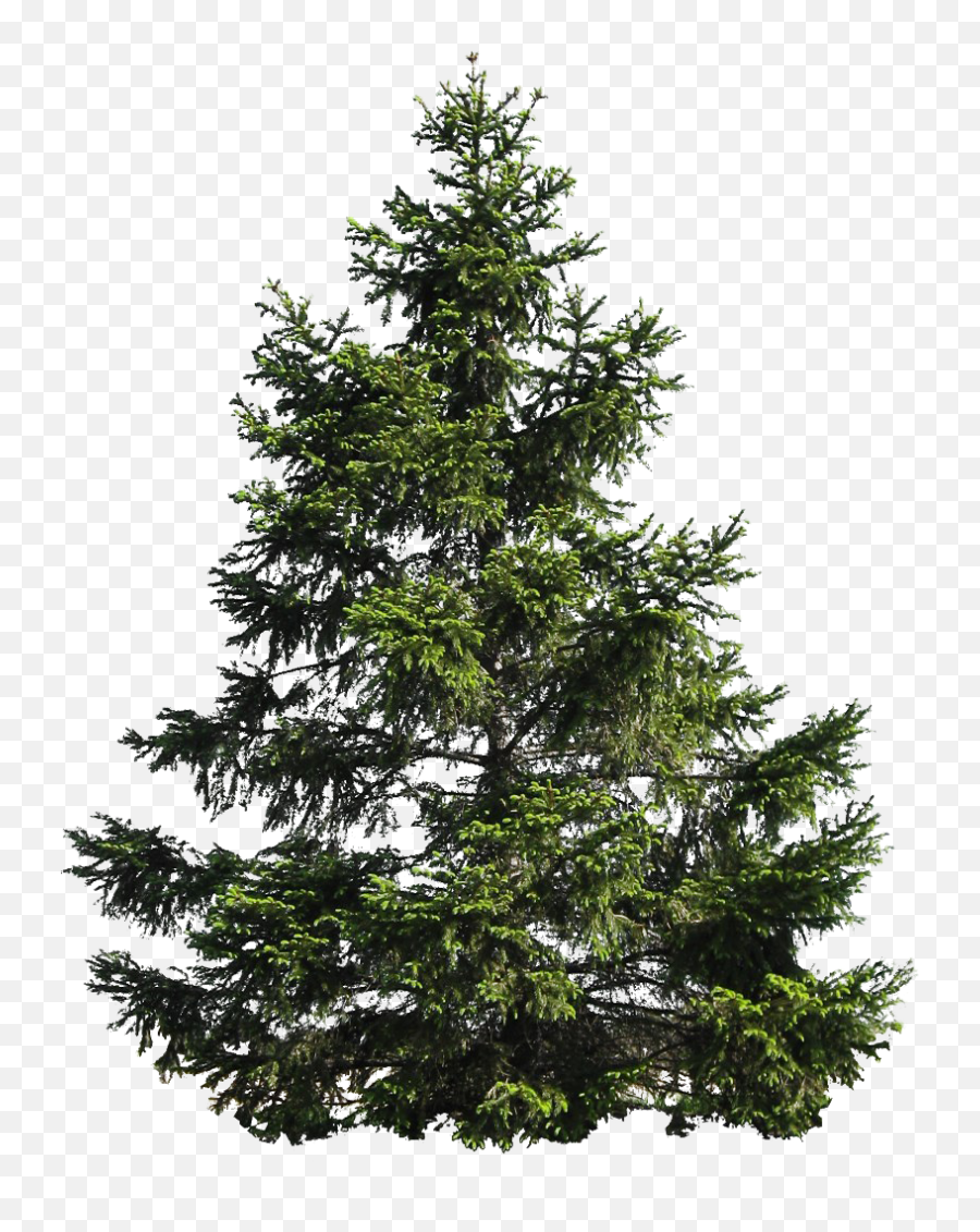 Christmas Pine Tree Png Image Mart - Pine Tree Png,Pine Tree Silhouette Png