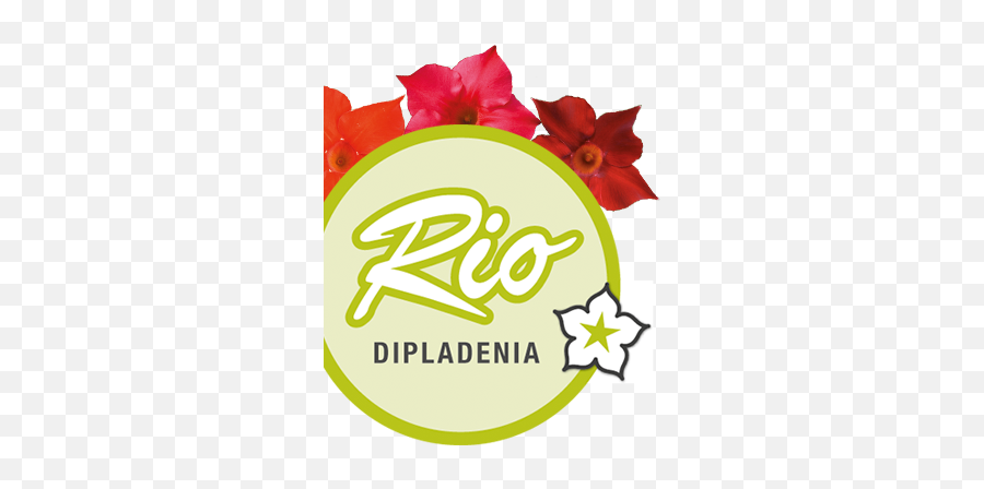 Rio Dipladenia My Favourite - Rose Png,Yellow Flower Logo