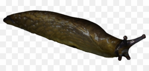 Slug Png 4 Image - Transparent Slug Png,Slug Png