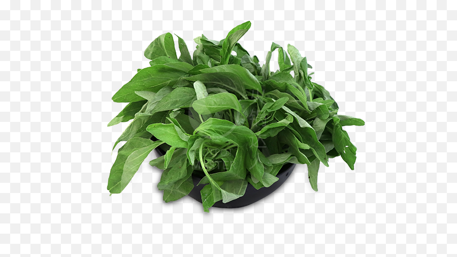 Baby Spinach 150g - Houseplant Png,Spinach Png