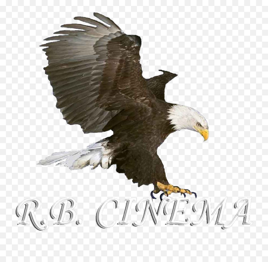 Rosario Brucato Italian Filmmaker Rb Cinema - Eagle Sticker For Picsart Png,Rosario Png