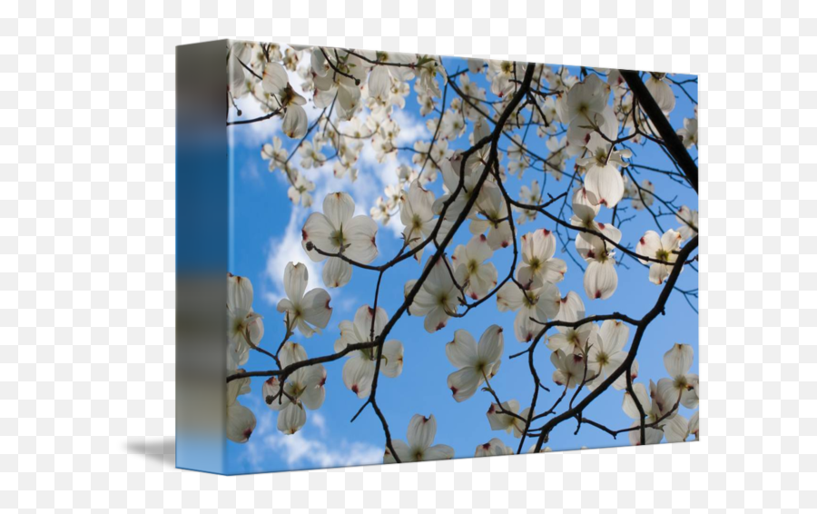 Dogwood Tree Flowers Ohio By Richard Wood - Cherry Blossom Png,Dogwood Png