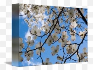 Dogwood Tree Flowers Ohio By Richard Wood - Cherry Blossom Png,Dogwood Png