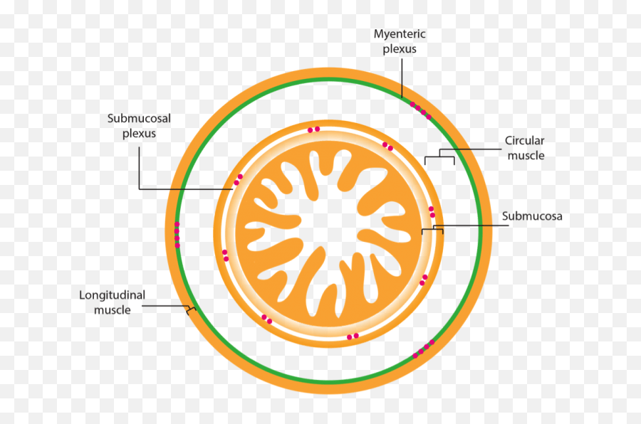 Download 1 - Circle Hd Png Download Uokplrs Organisation Of The Enteric Nervous System,Nervous System Png