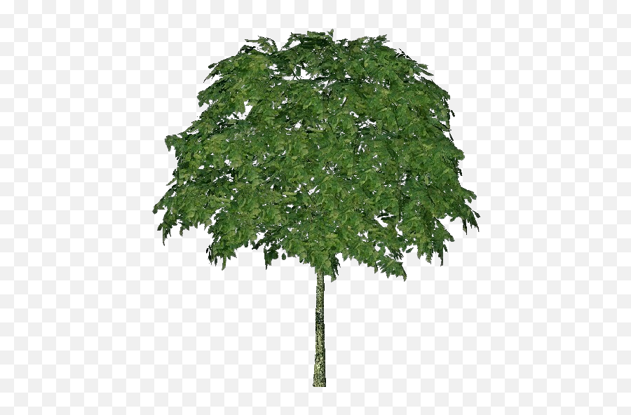 3d Trees - Mountain Ash Acca Software Acer Campestre Png,Ash Png