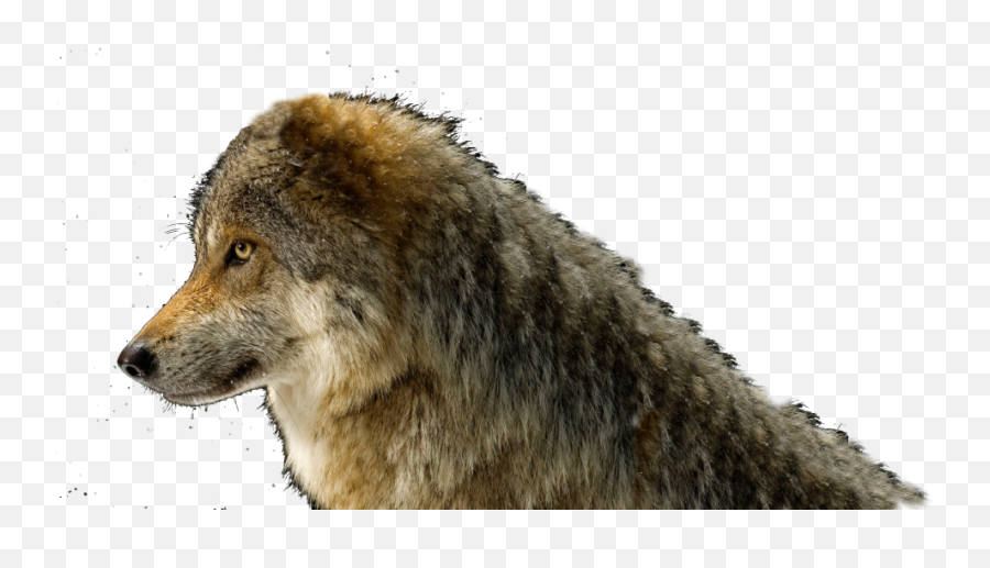 Wolf Head For Hope Codeseekco - Mexican Gray Wolf Png,Wolf Head Png