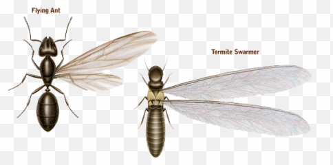 Download Ants Vs - Termites Termites Vs Ants Full Size Termites Vs Ants Png,Termite Png
