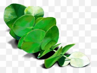 Oobites - Eucalyptus Leaves Transparent Png Full Size Png,Eucalyptus Png