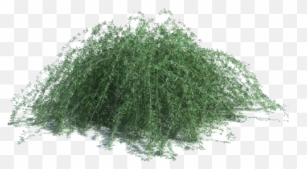 Download Hd Trailing Rosemary - Moon Valley Nursery Backyard Weeping Willow Png,Rosemary Png